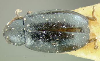 Media type: image;   Entomology 5017 Aspect: habitus dorsal view